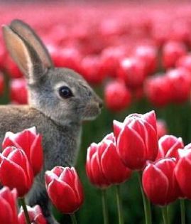 offerta di primavera al lago